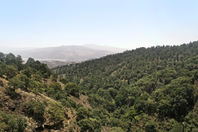 Centro de Excelencia Virtual en Monitoreo Forestal