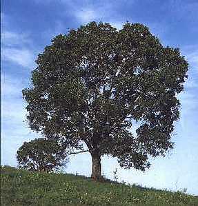 Caoba, árbol nacional