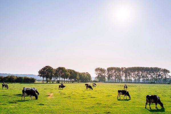 Anuncio Taller “Herramientas de código abierto y plataformas colaborativas para apoyar los Inventarios Nacionales de Gases de Efecto Invernadero en el Sector AFOLU”